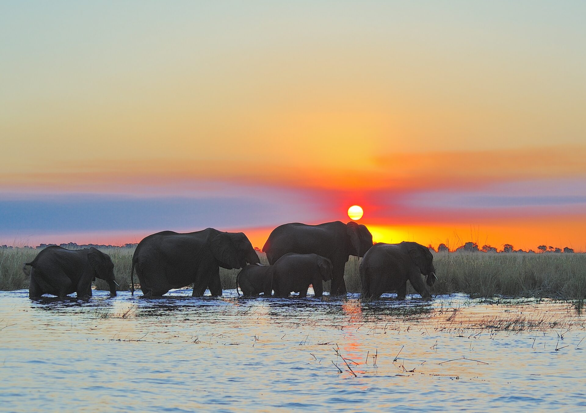 Chobe Elephants