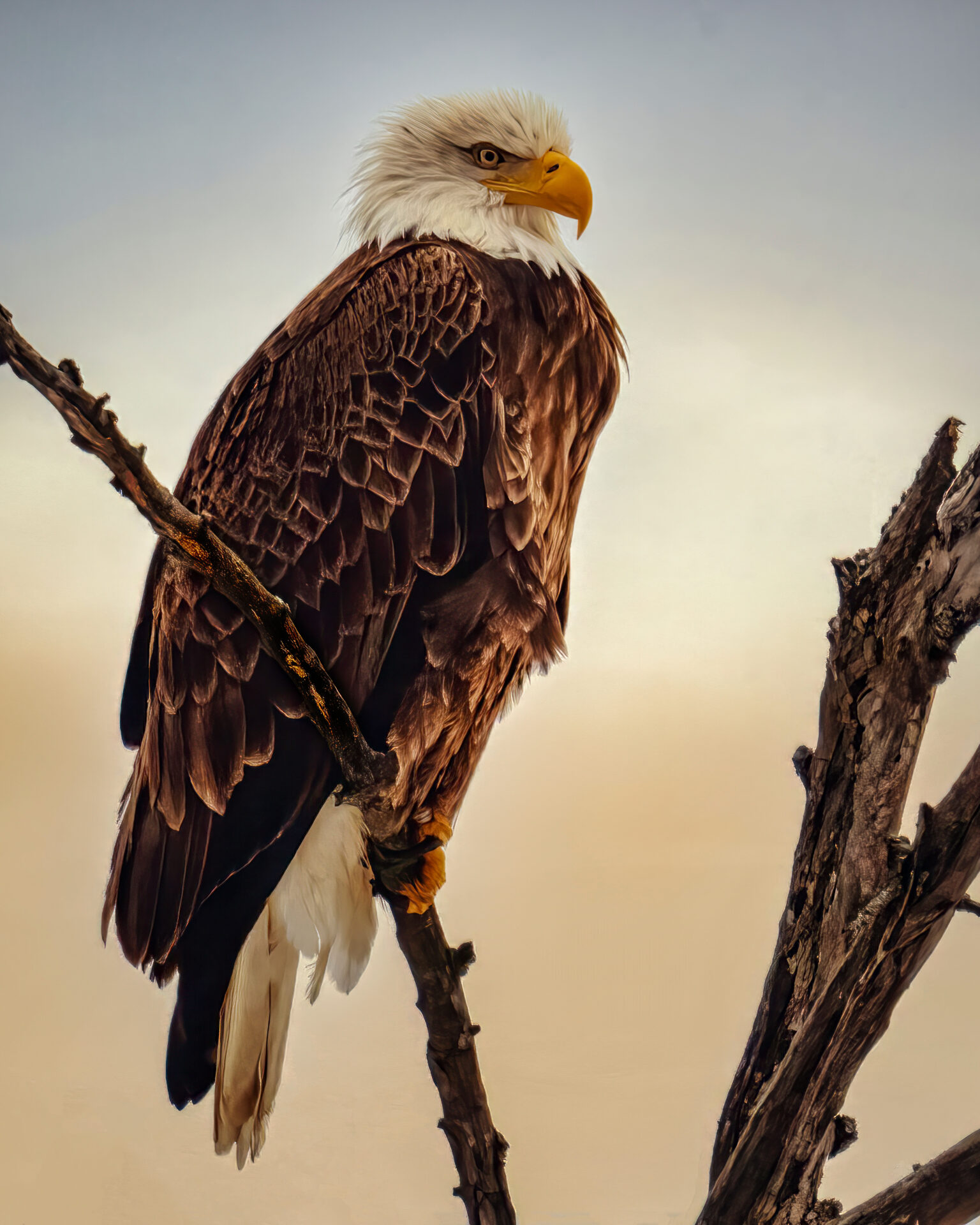 Watchful Above the River