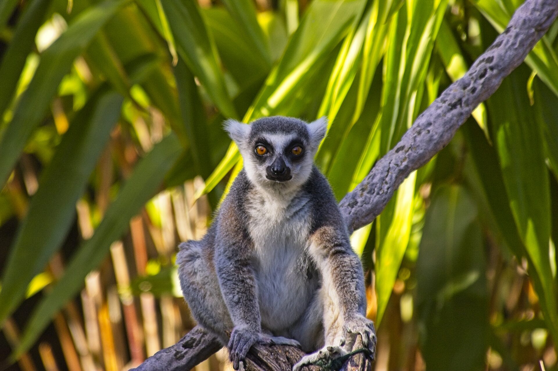 Lemur spotted me