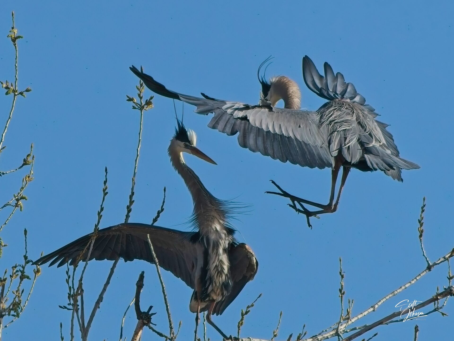 Blue Heron Mating Ritual