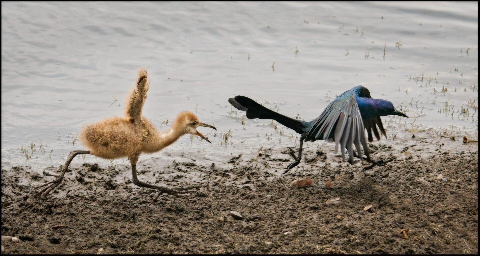 Limpkin chick vs. a boat-tailed grackle