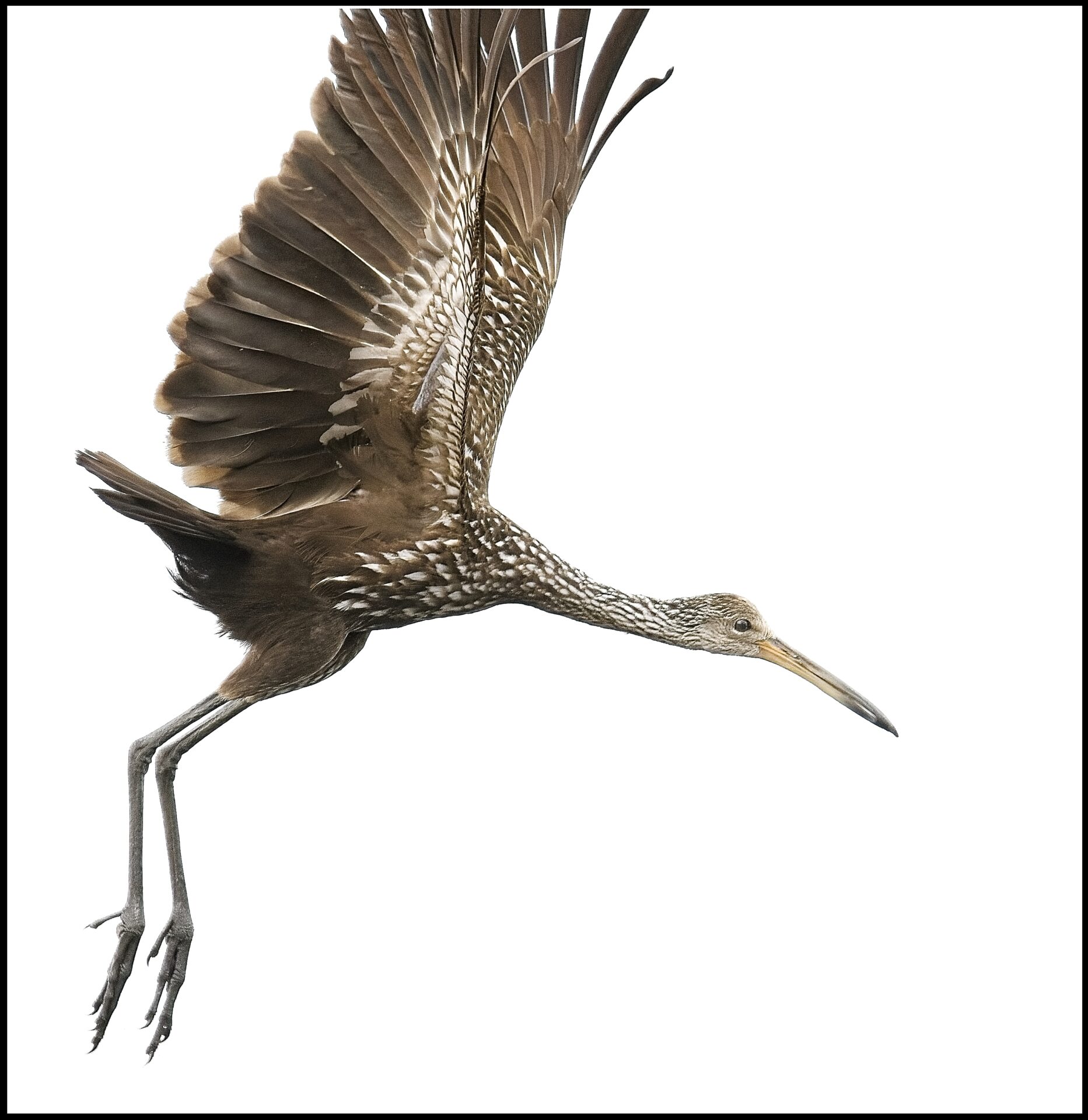 Limpkin in flight