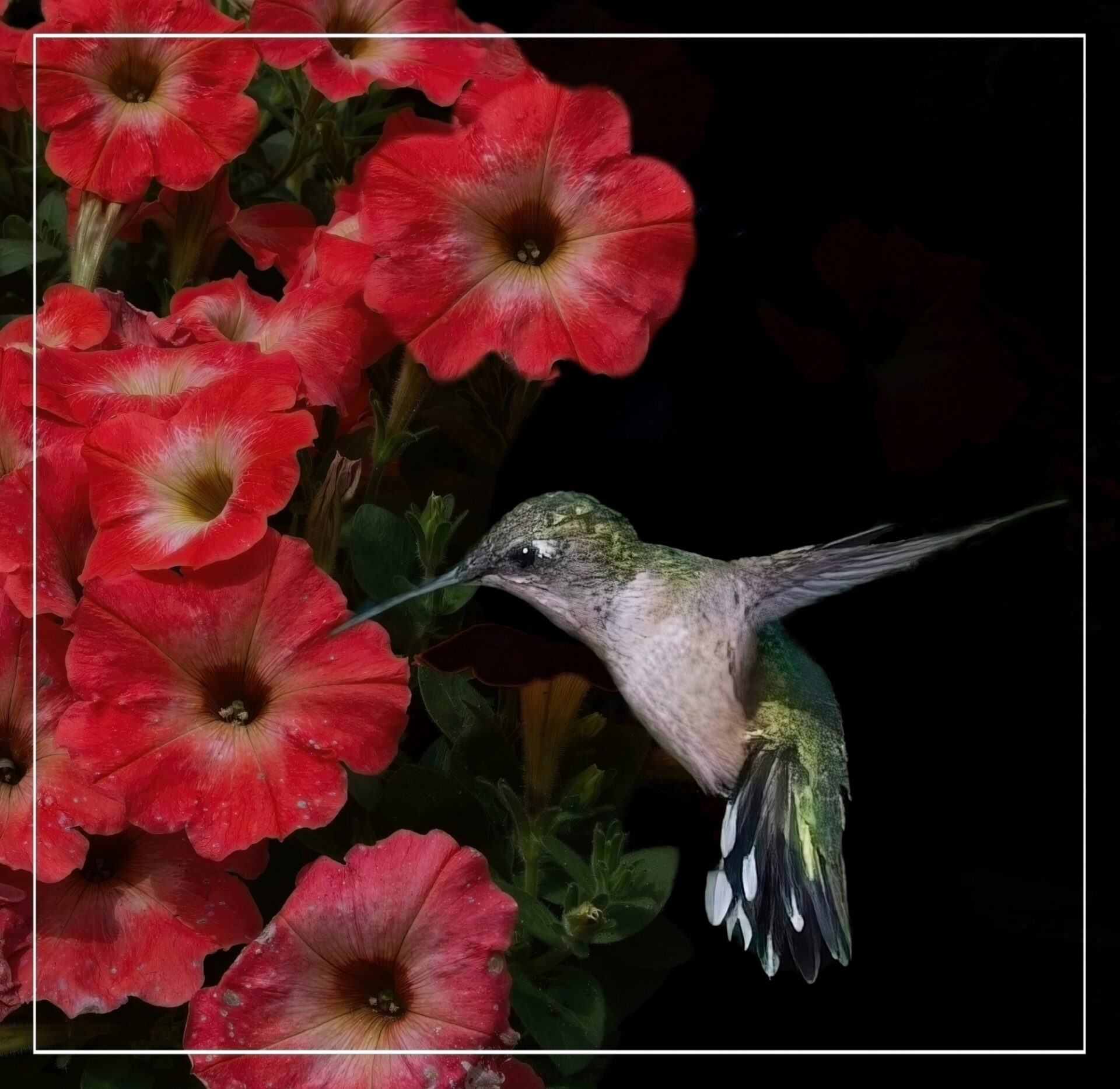 Rubythroated Hummingbird