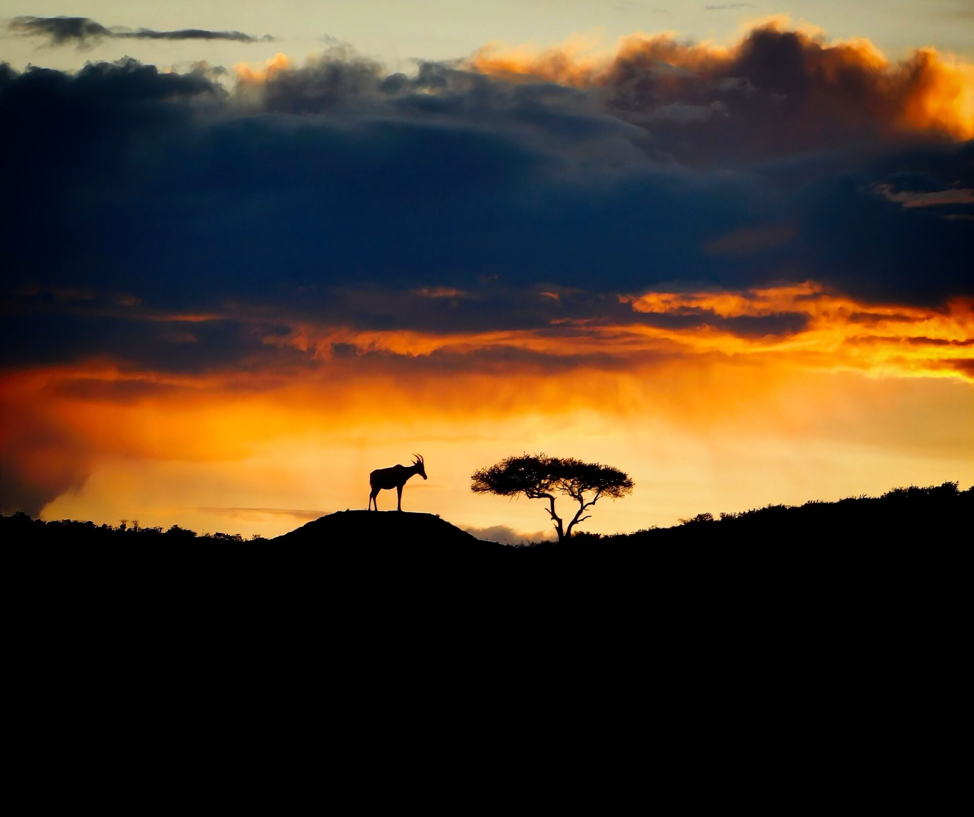 Kenya, Africa Topo Enbjoying the morning sunrise
