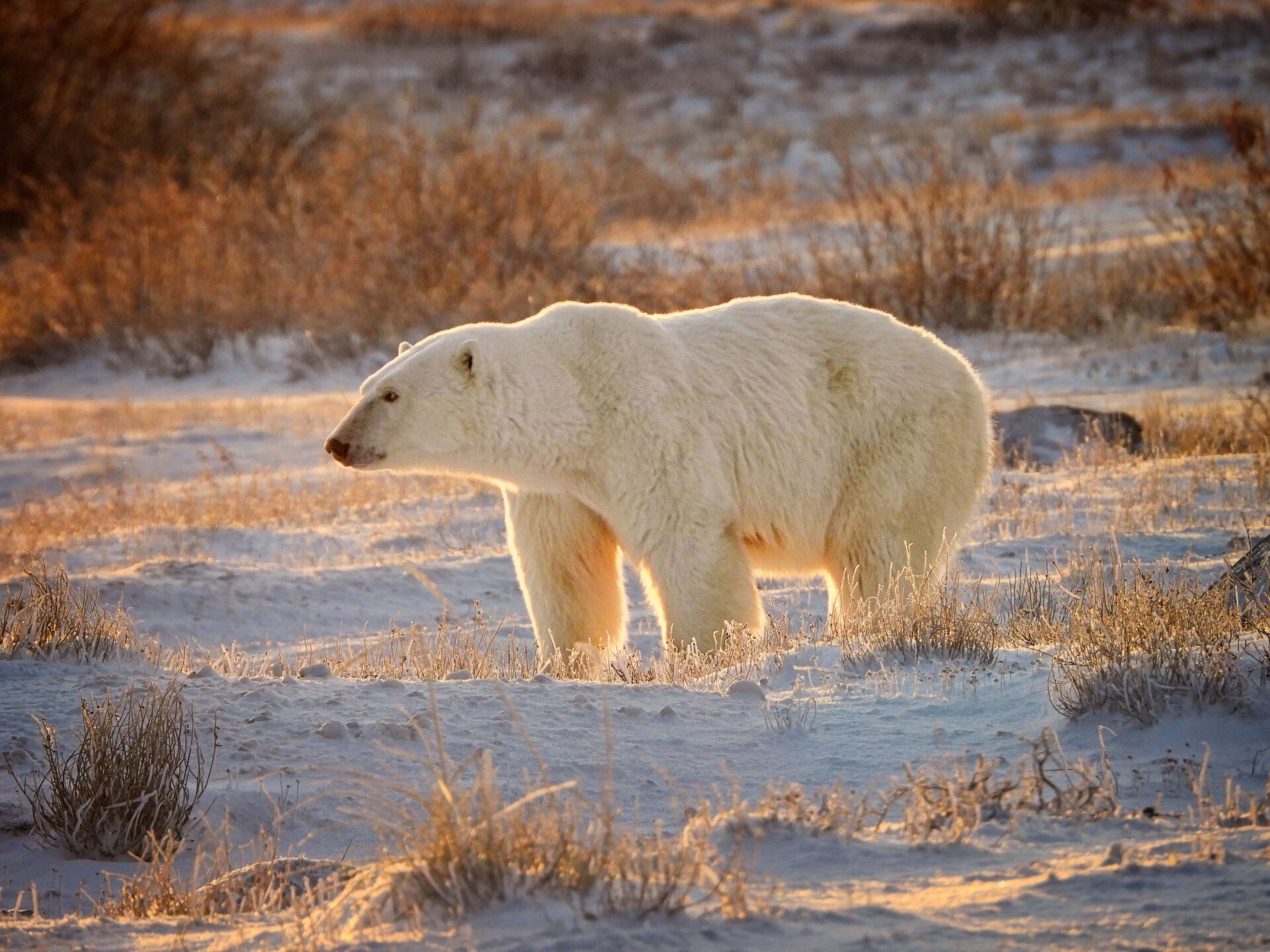 Polar Bear in Manitoba, Candada