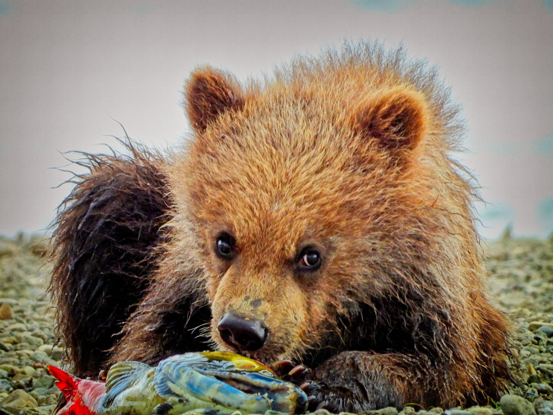 Baby Brown Bear Katmai, Alaska enjoying some leftover salmon