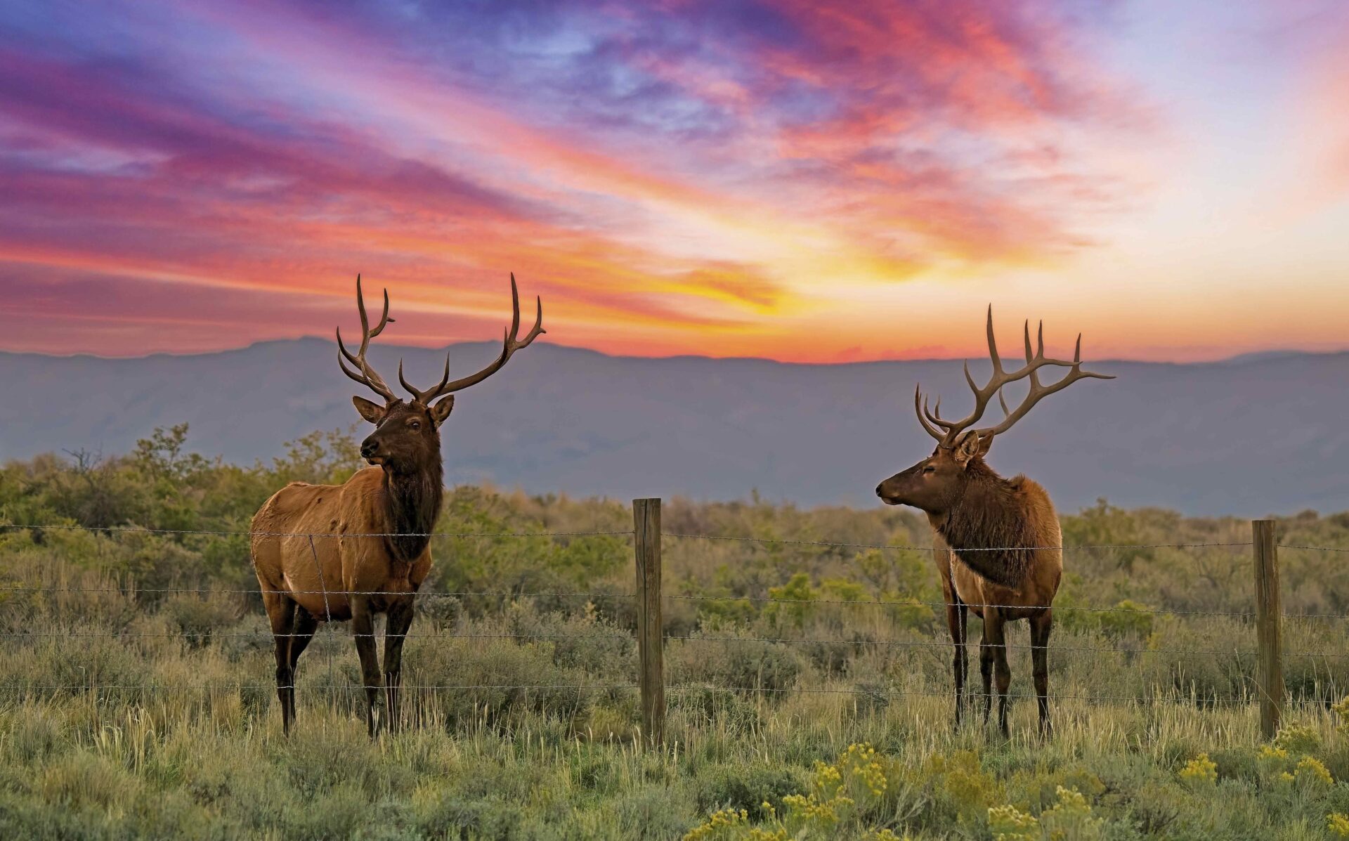 Sunrise Bookends