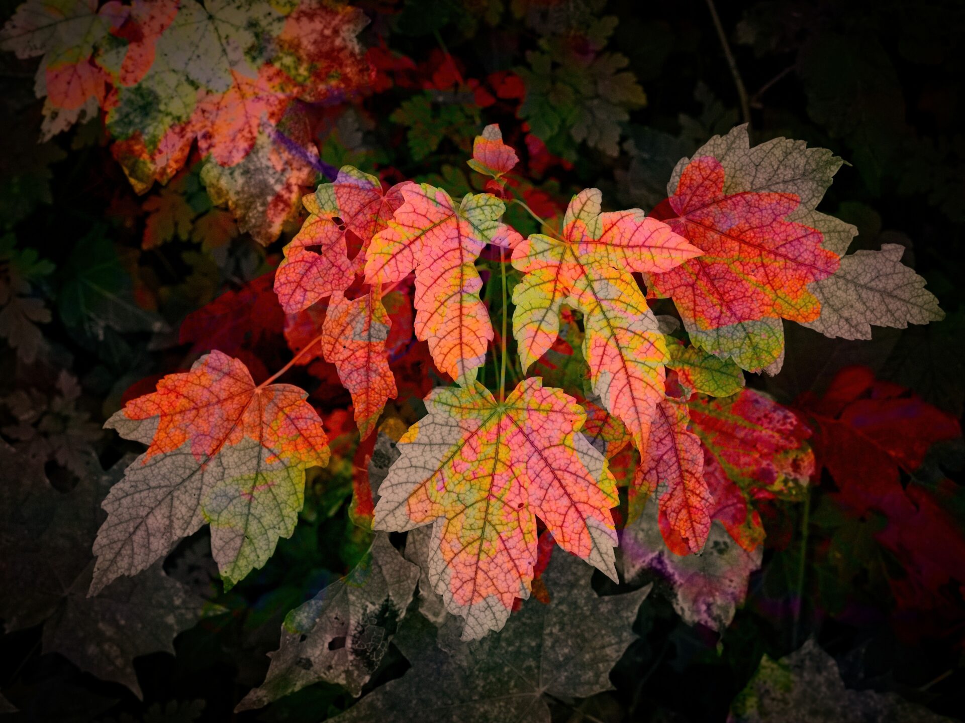 Mystical leaves