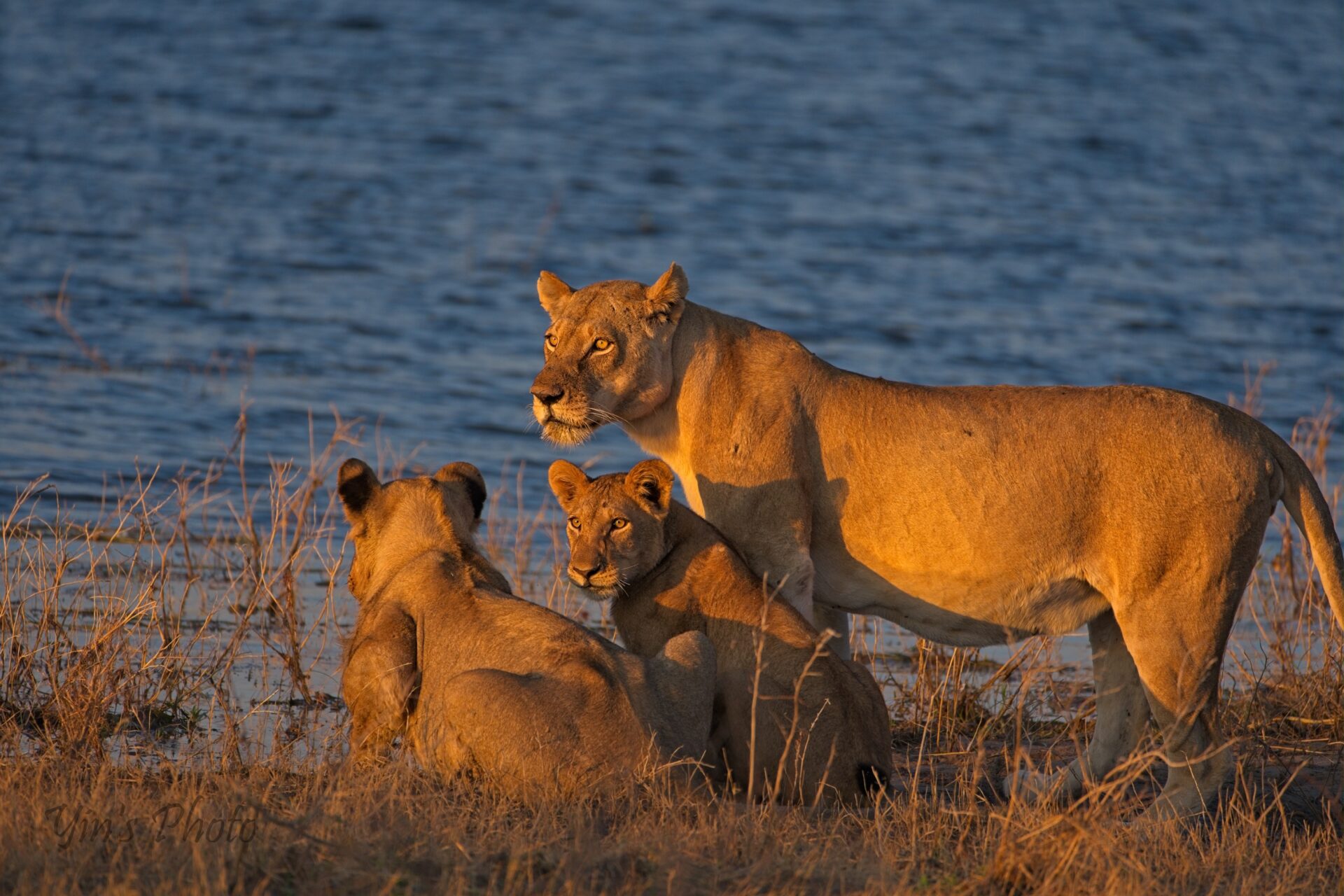 Chobe NP lions in the sunset