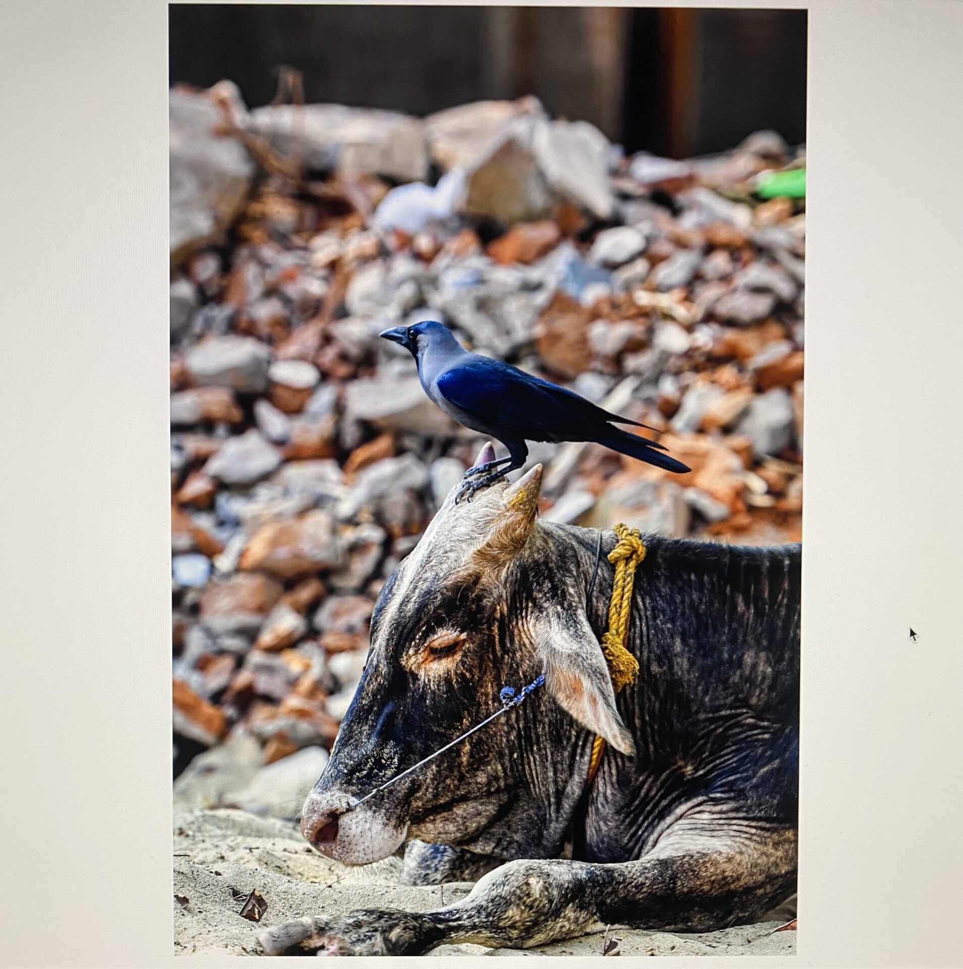 The crow and the cow