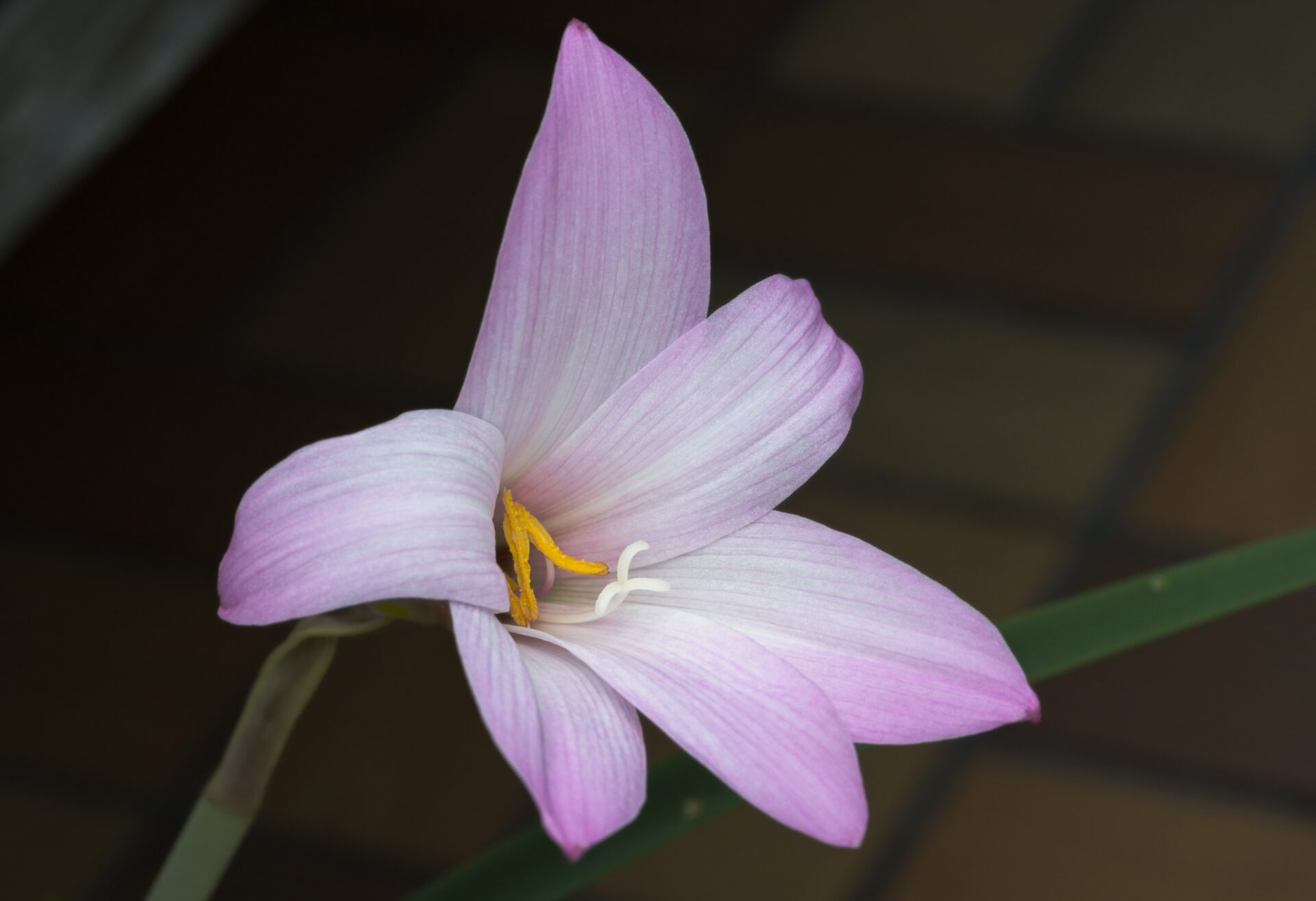 Rain Lilly simplicity