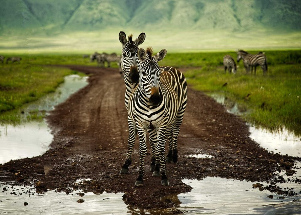 Two zebras standing on a dirt safari road facing the camera, framed by rain puddles and green grassland