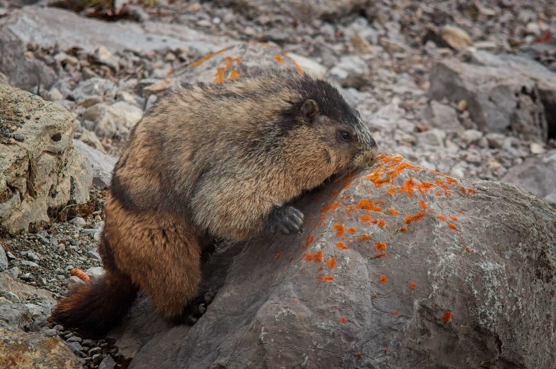 Marmot