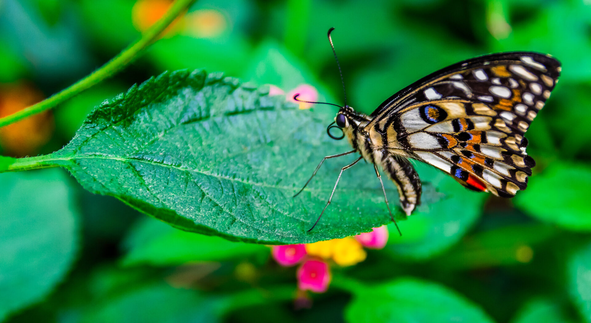The hungry butterly