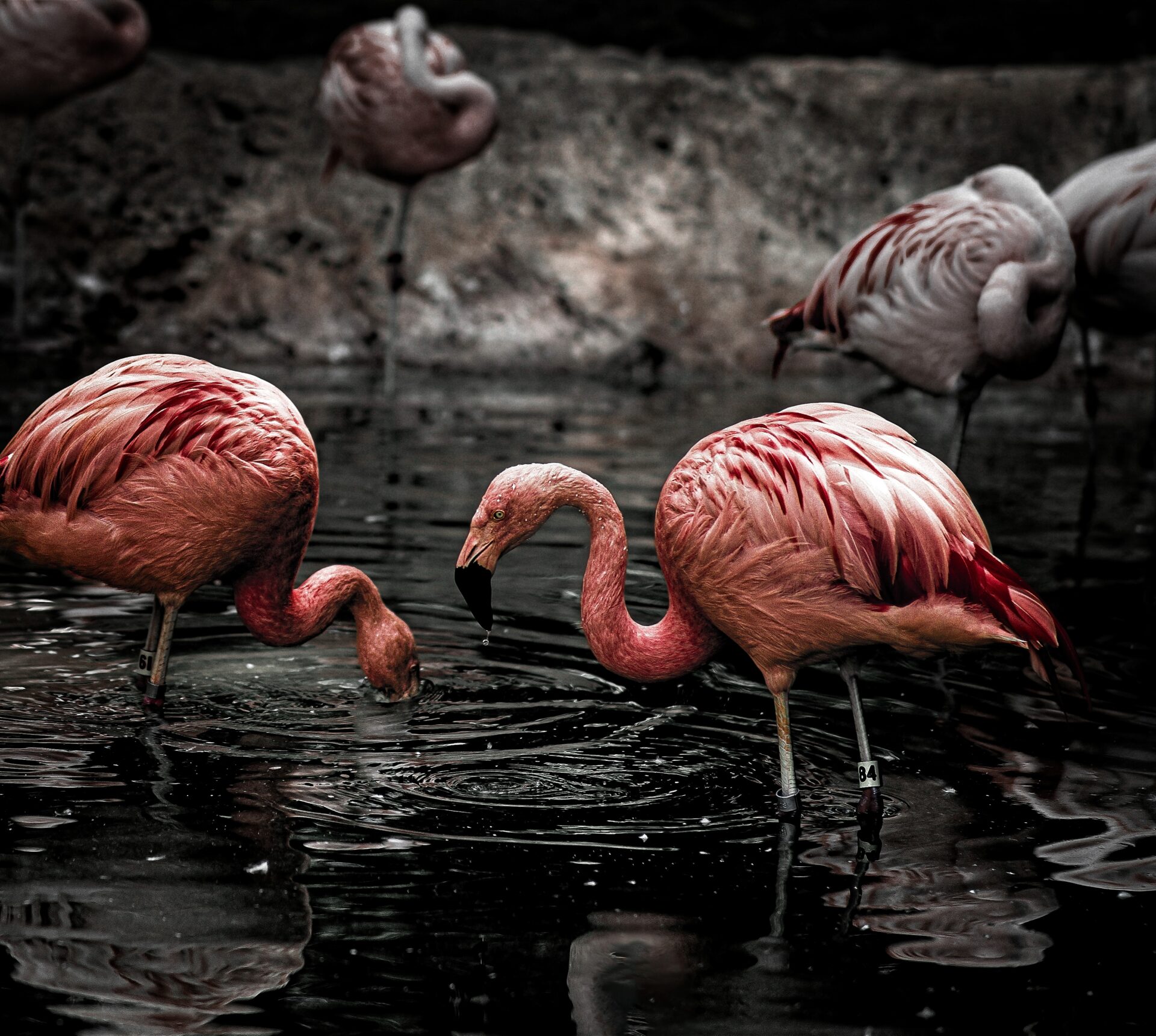 Flamingos