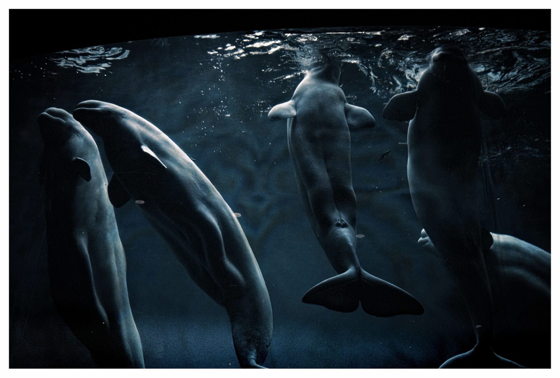 Tha dan ce of the Belugas
