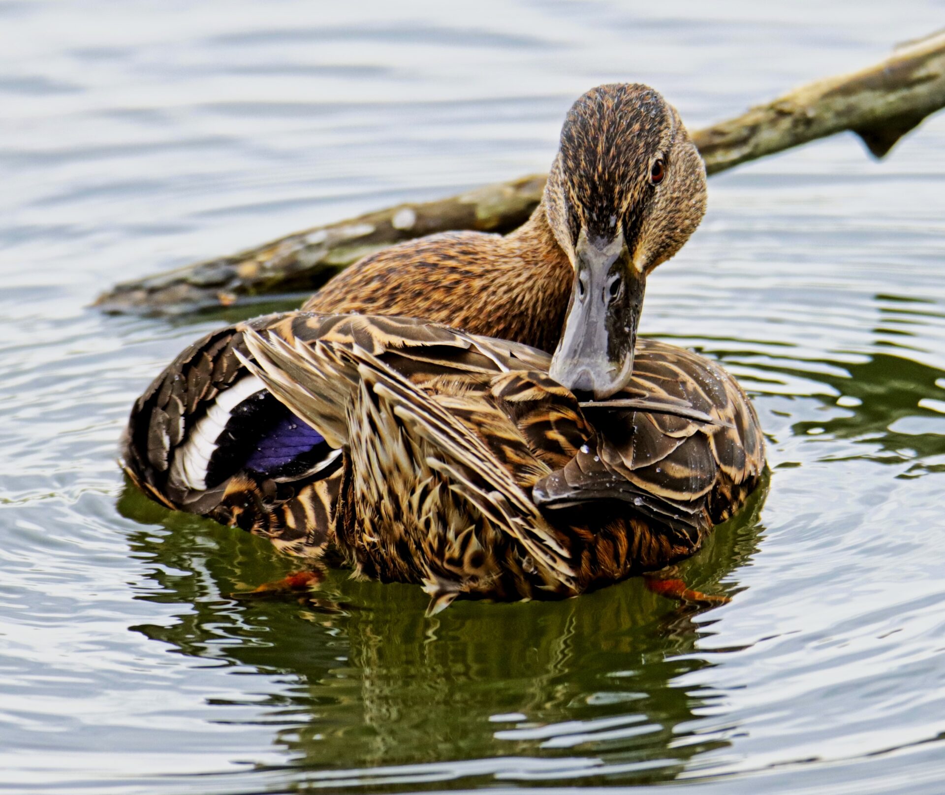 Duck resting