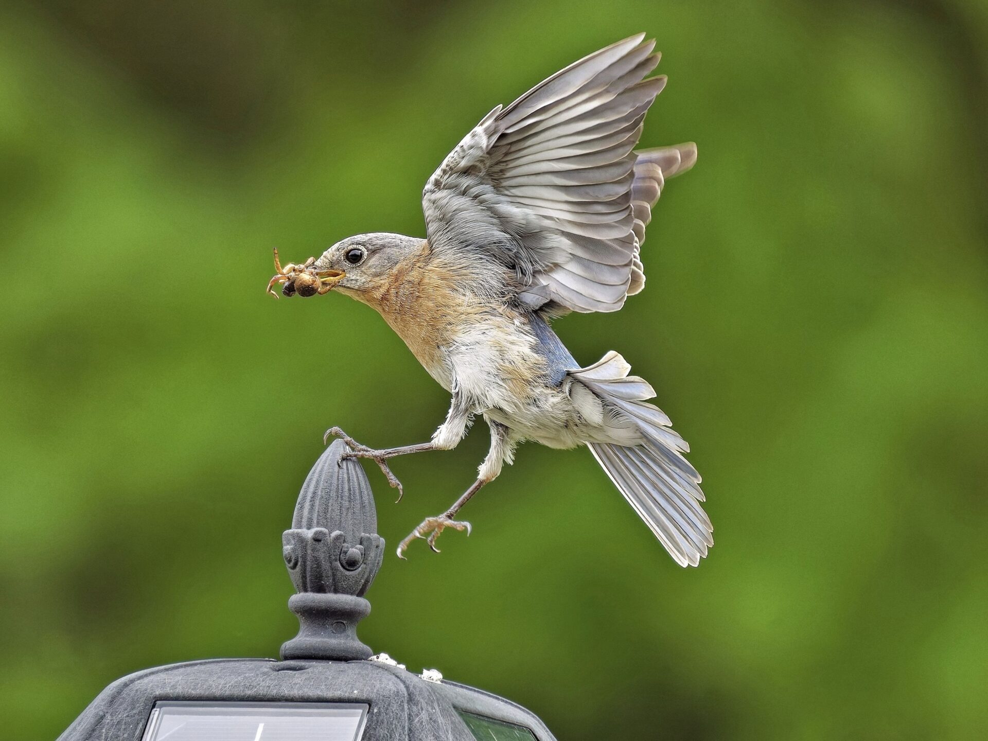 Eastern Bluebird – Hanging By A Claw