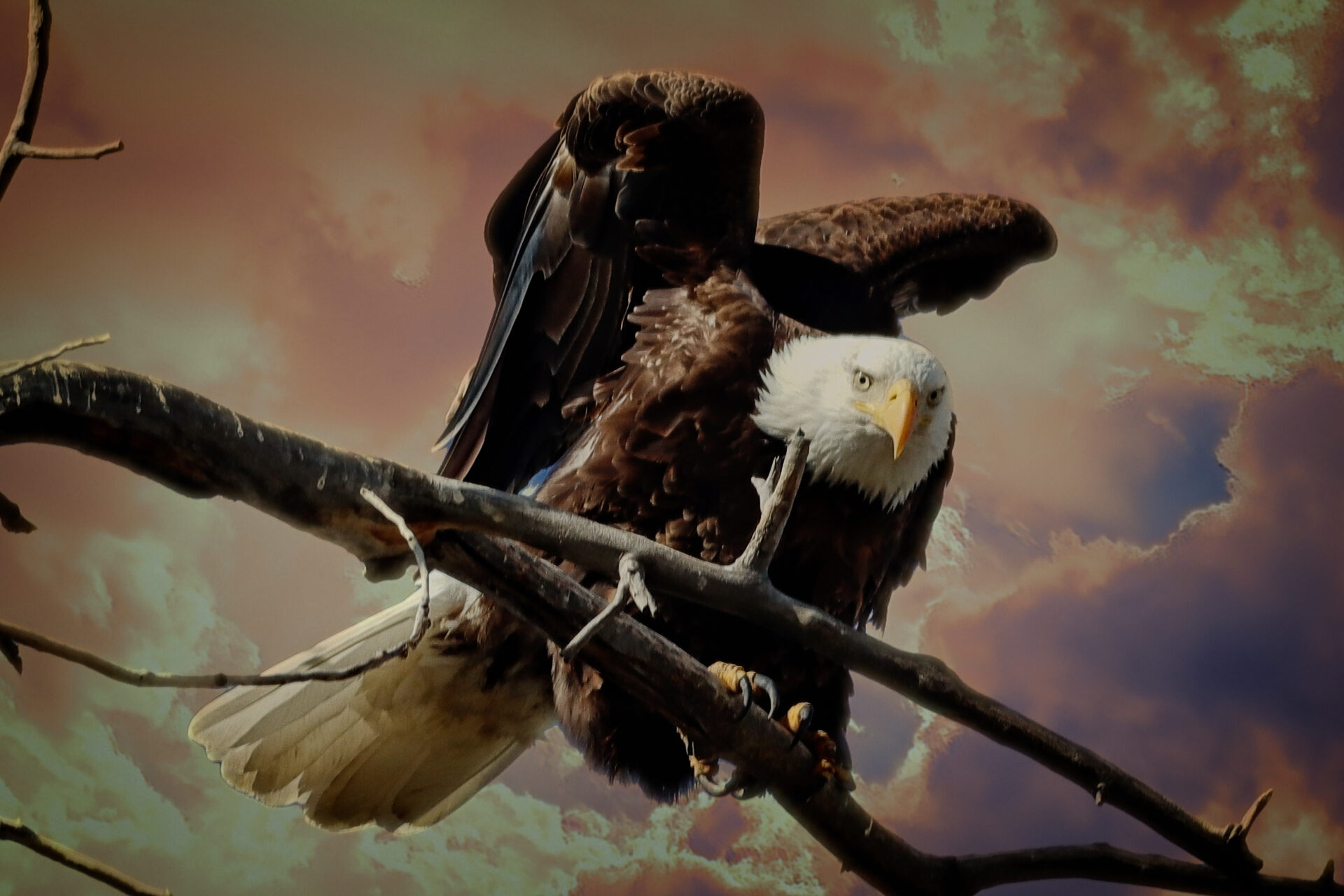 Ruffled Feathers…Epic Fury