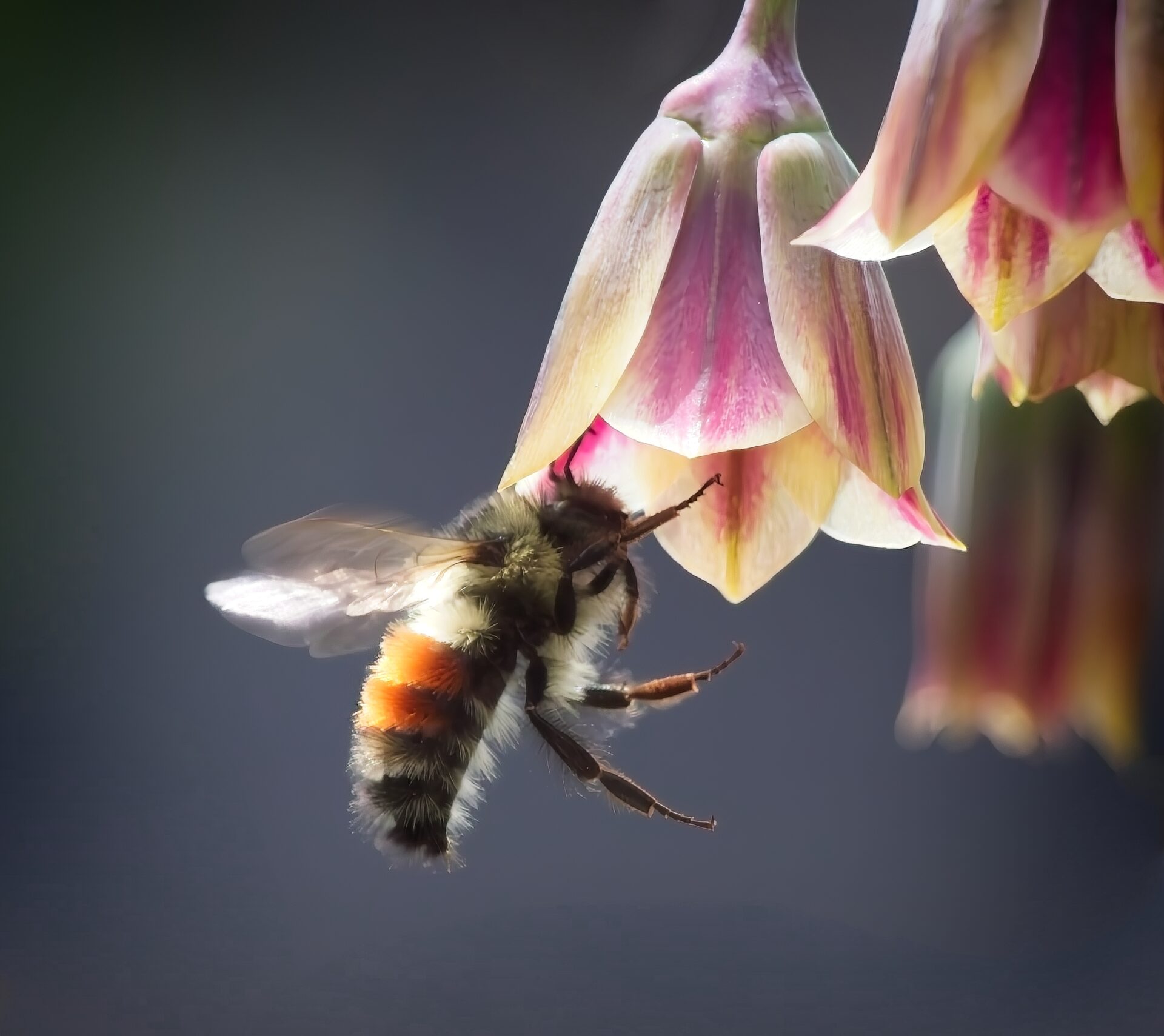 the flight of the bee
