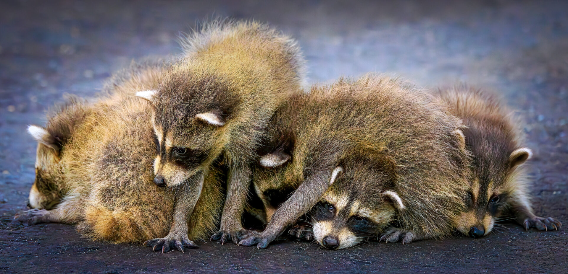 Sibling Summit