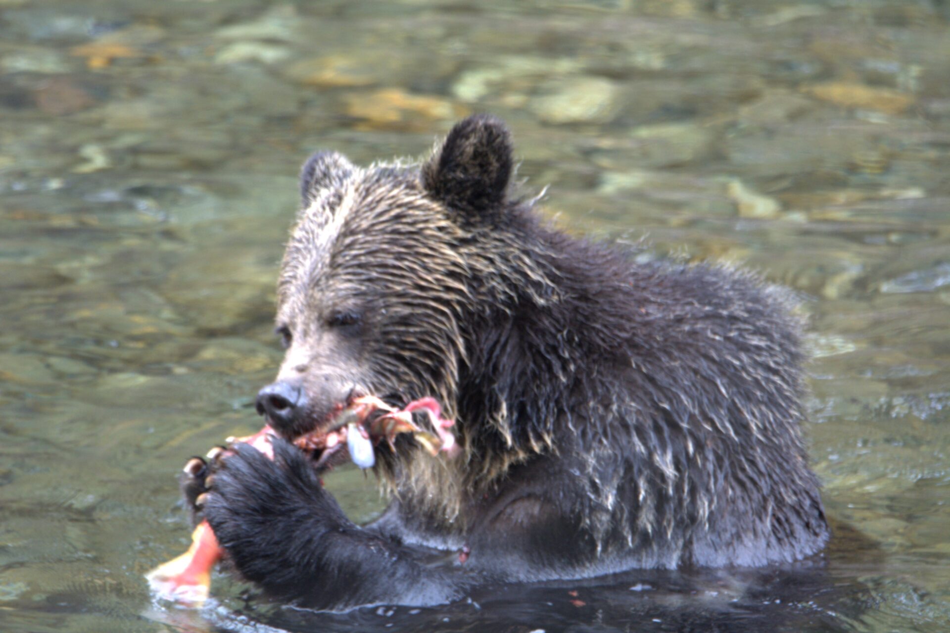grizzly fishing