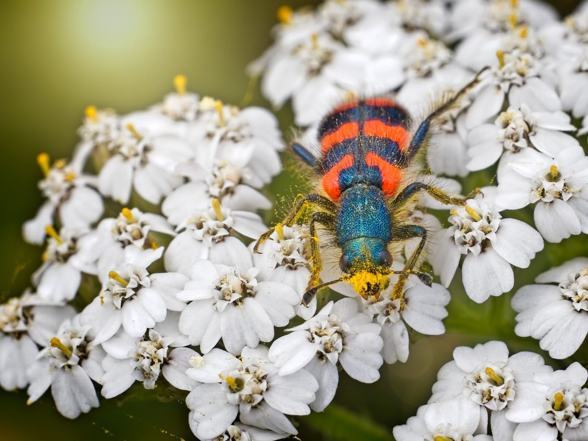 Checkered beetle on Yarrow