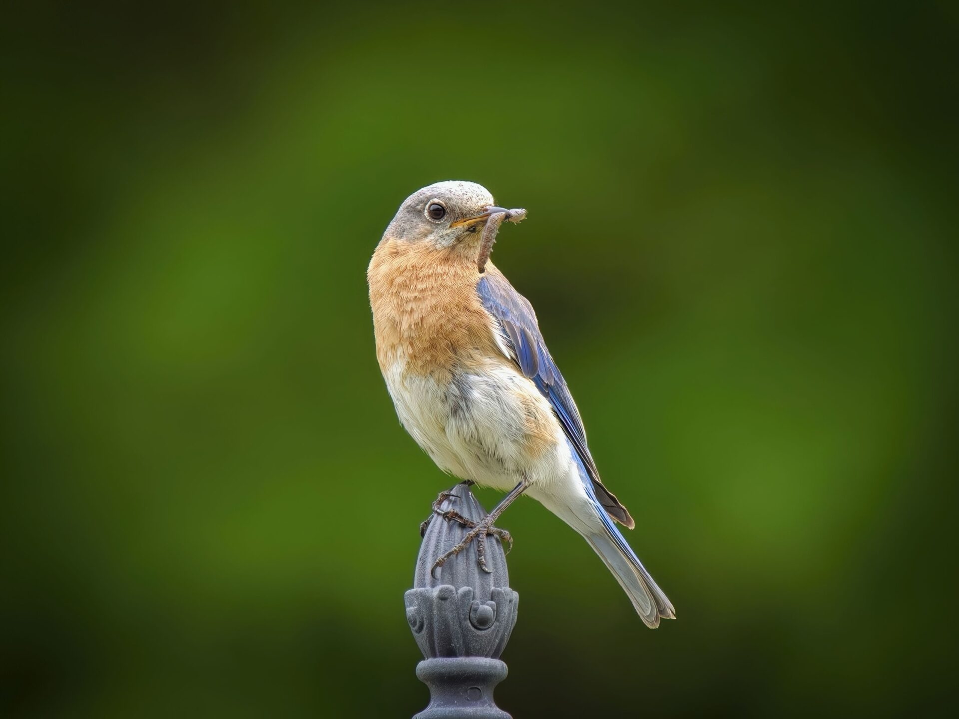 Eastern Bluebird – Tasty Treat