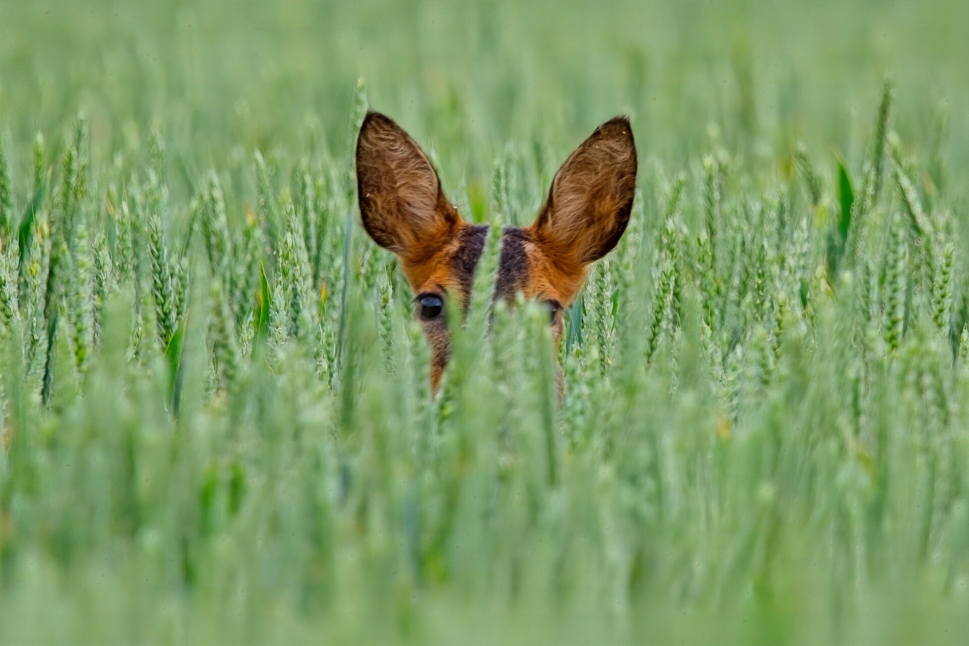 Roe deer hiding the in Wheat.