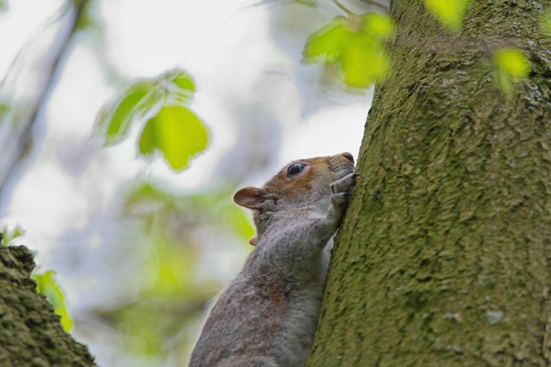 Grey Squirrel hiding in the trees.