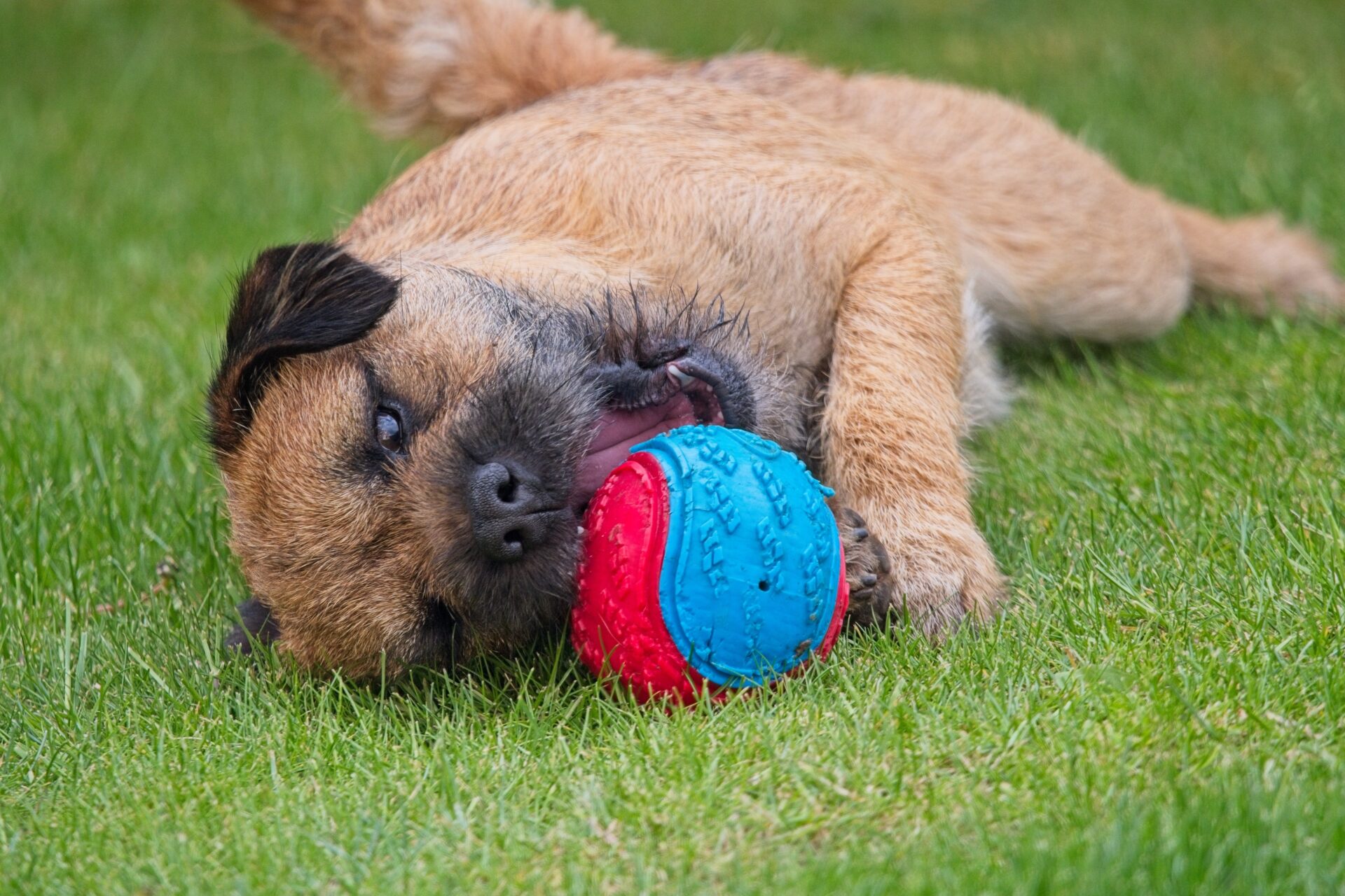 Life is a ball by Fred the Border Terrier.