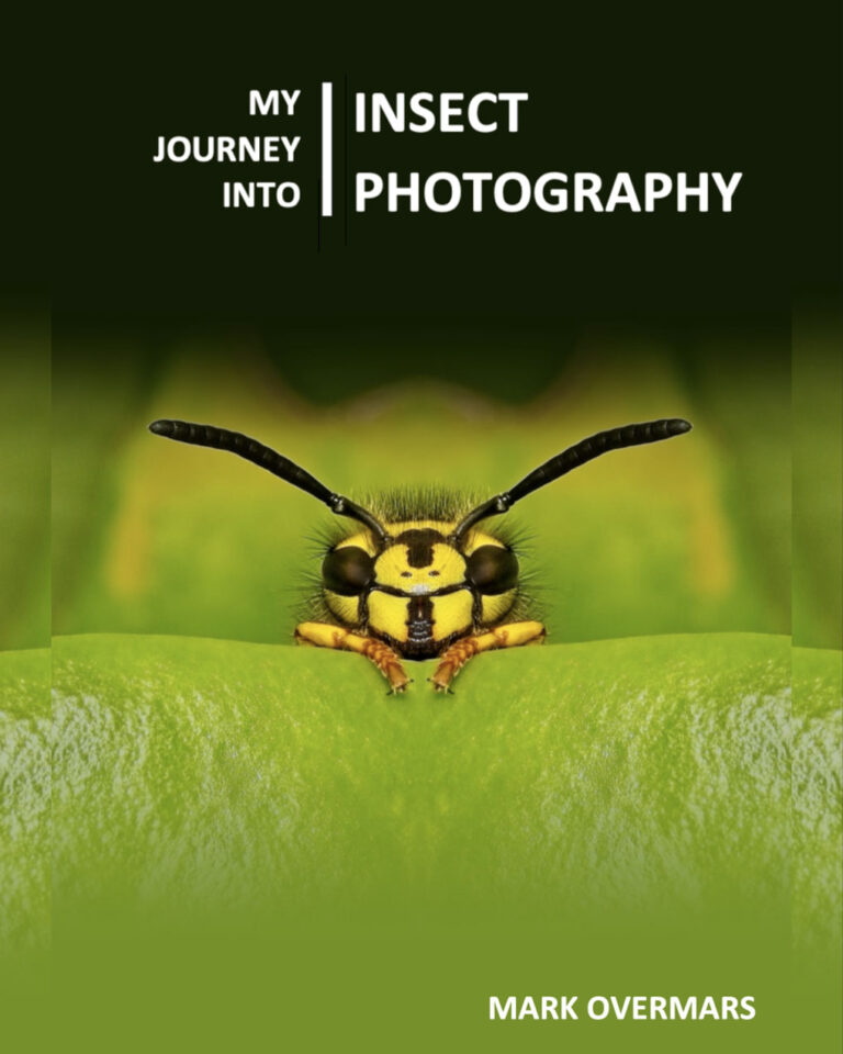 A Journey into Insect Photography