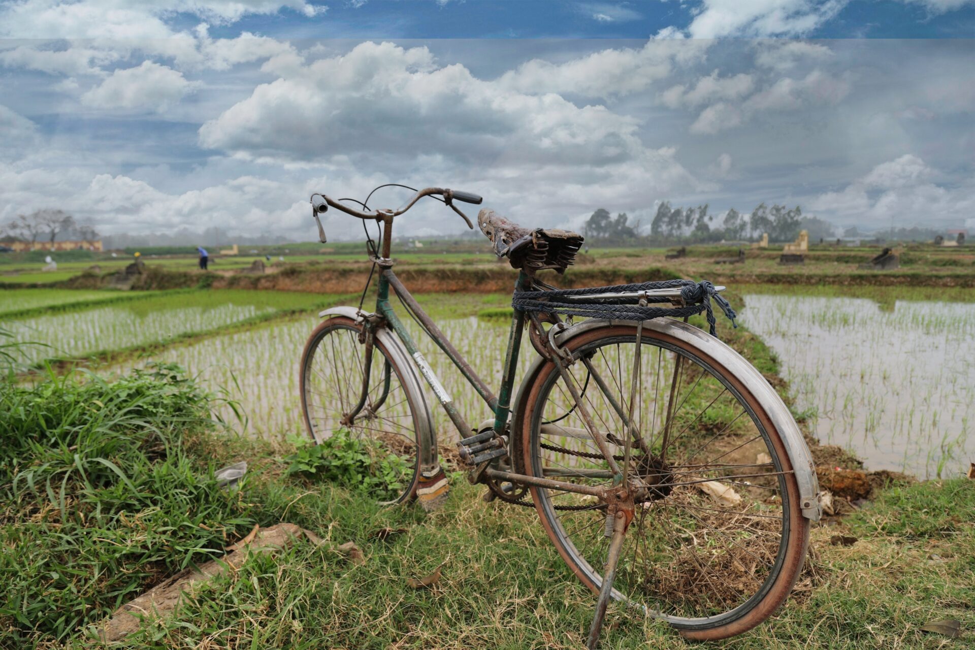 Worker In The Paddy Field