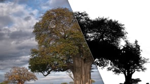 Struggling With Tree Masks? Try This