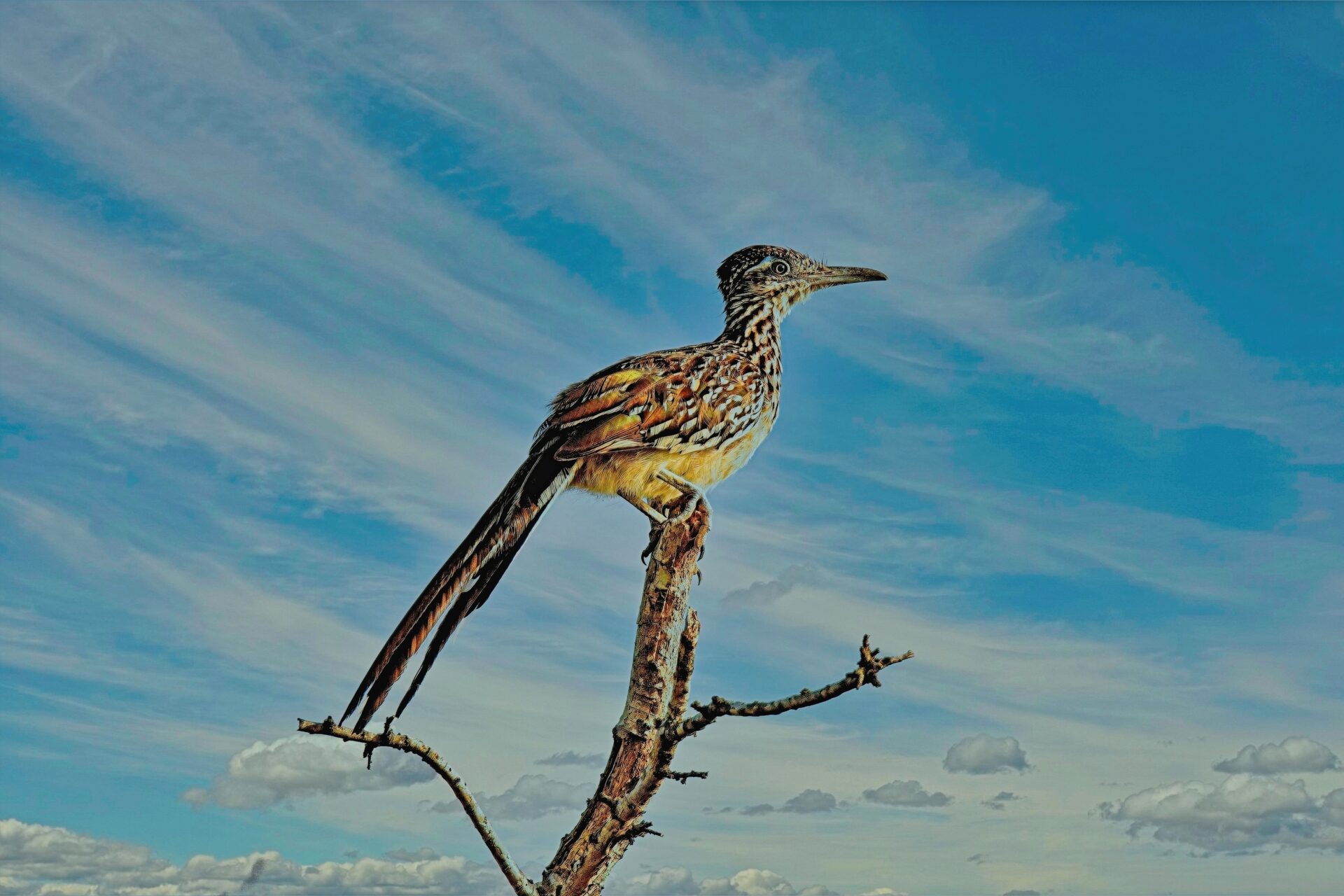 Road Runner Seeking Breakfast