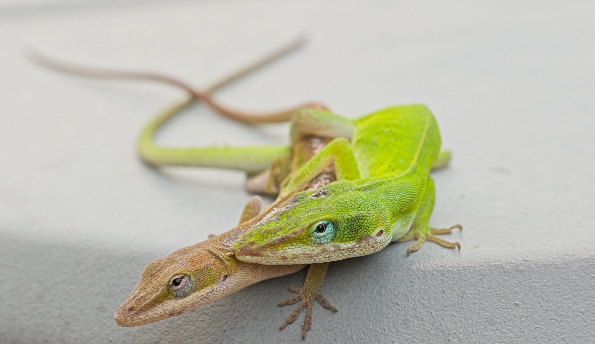Lizard Love