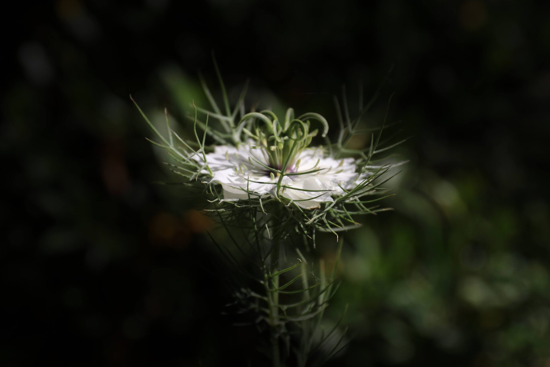 Shinning light