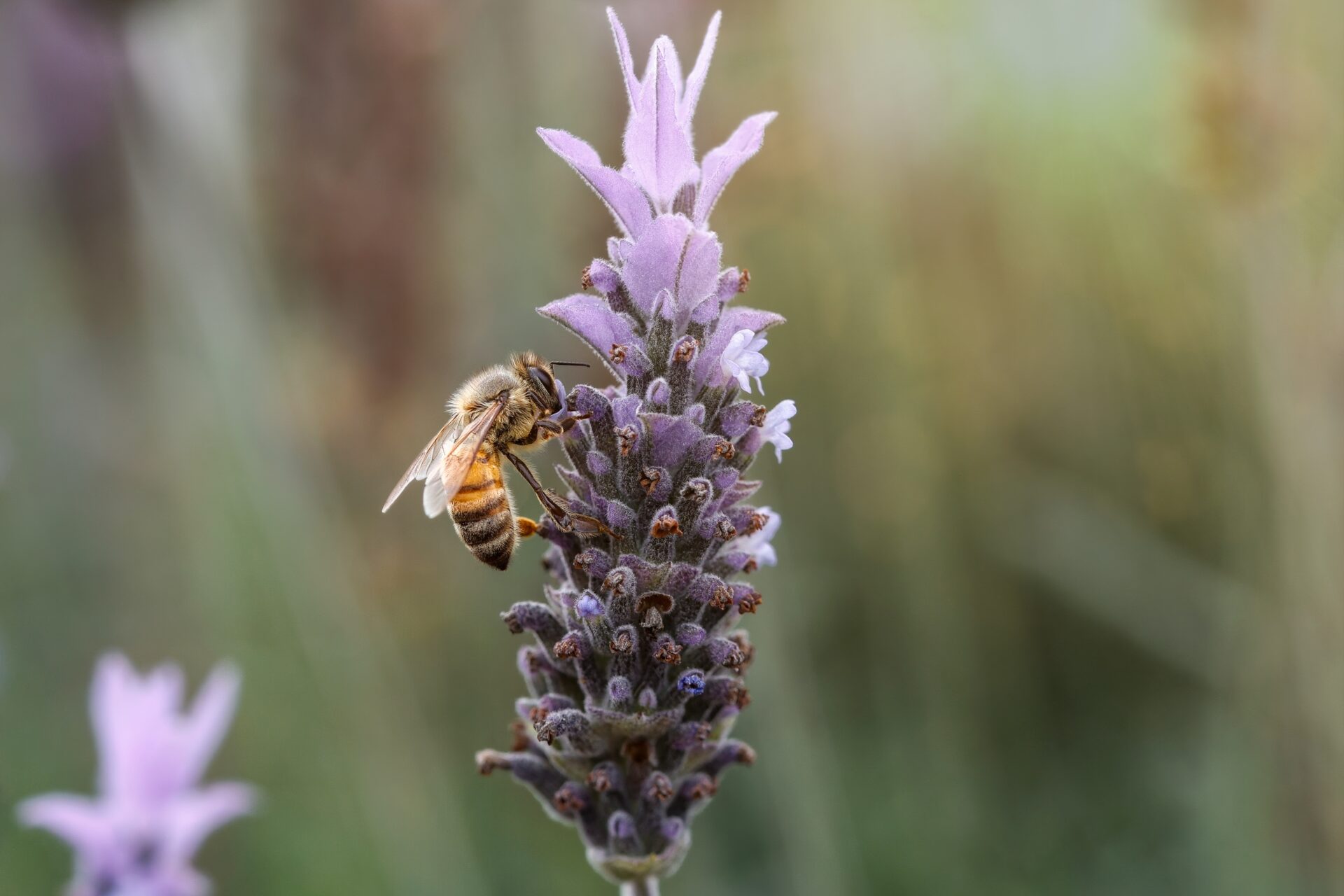 Honey Bee on Lavender