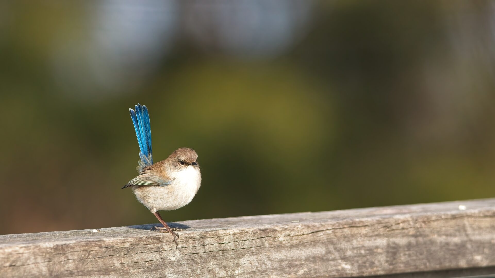 Superb fairy wren 2