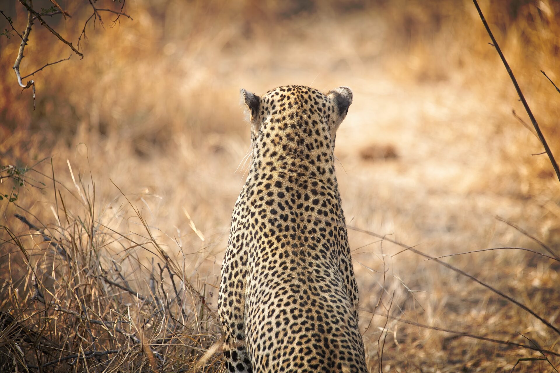 Leopard Framed