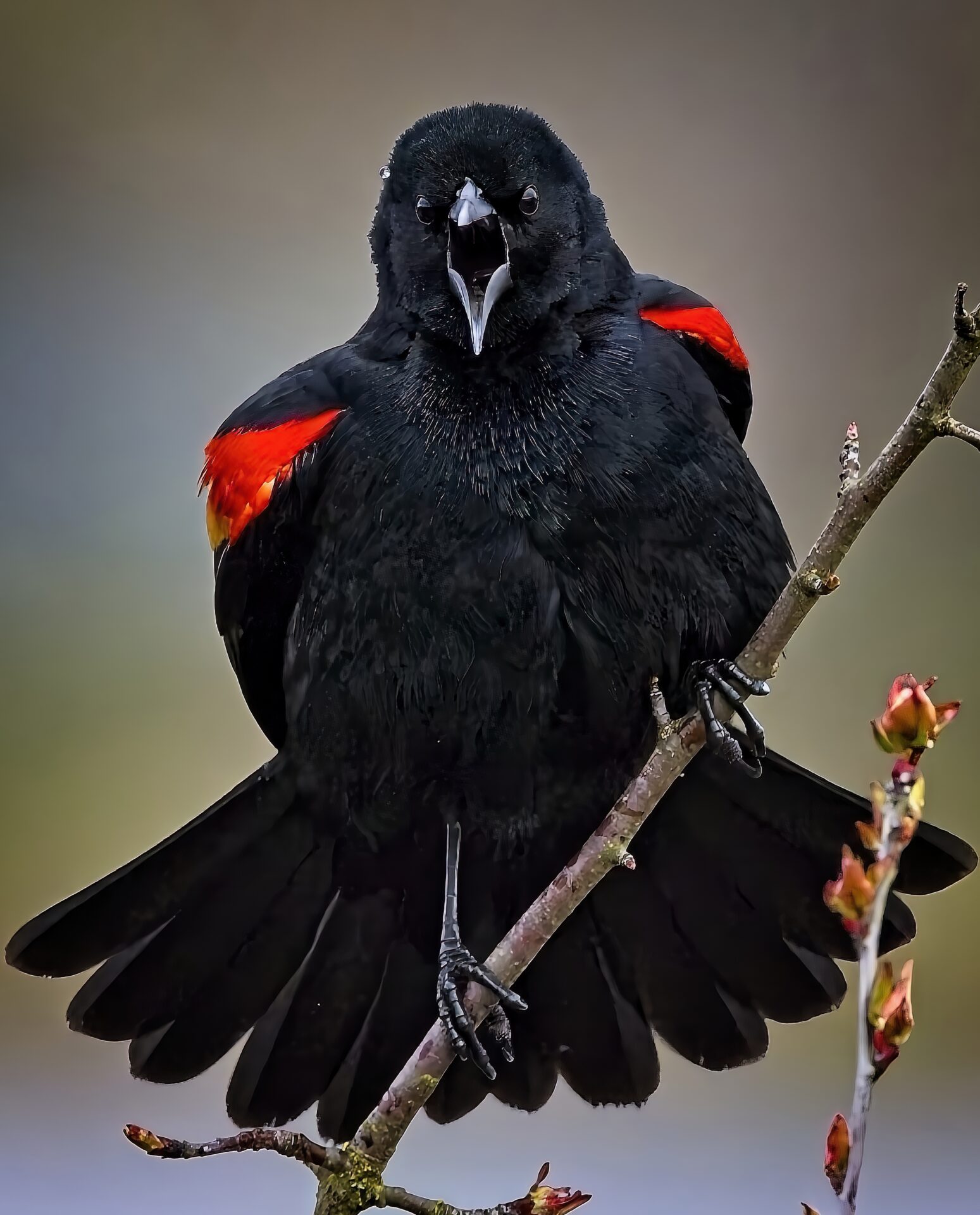 Angry Red-winged Blackbird