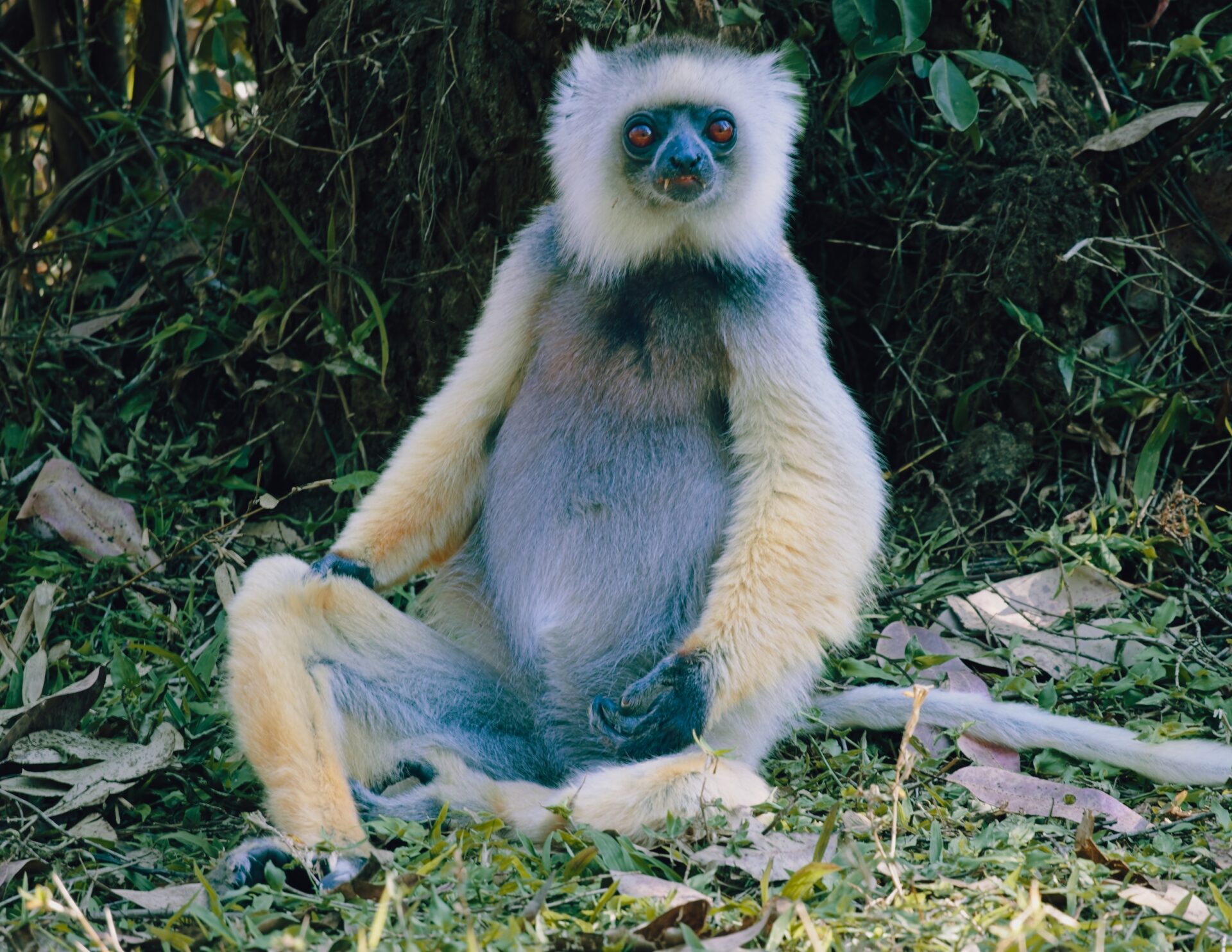 Meditating Lemure