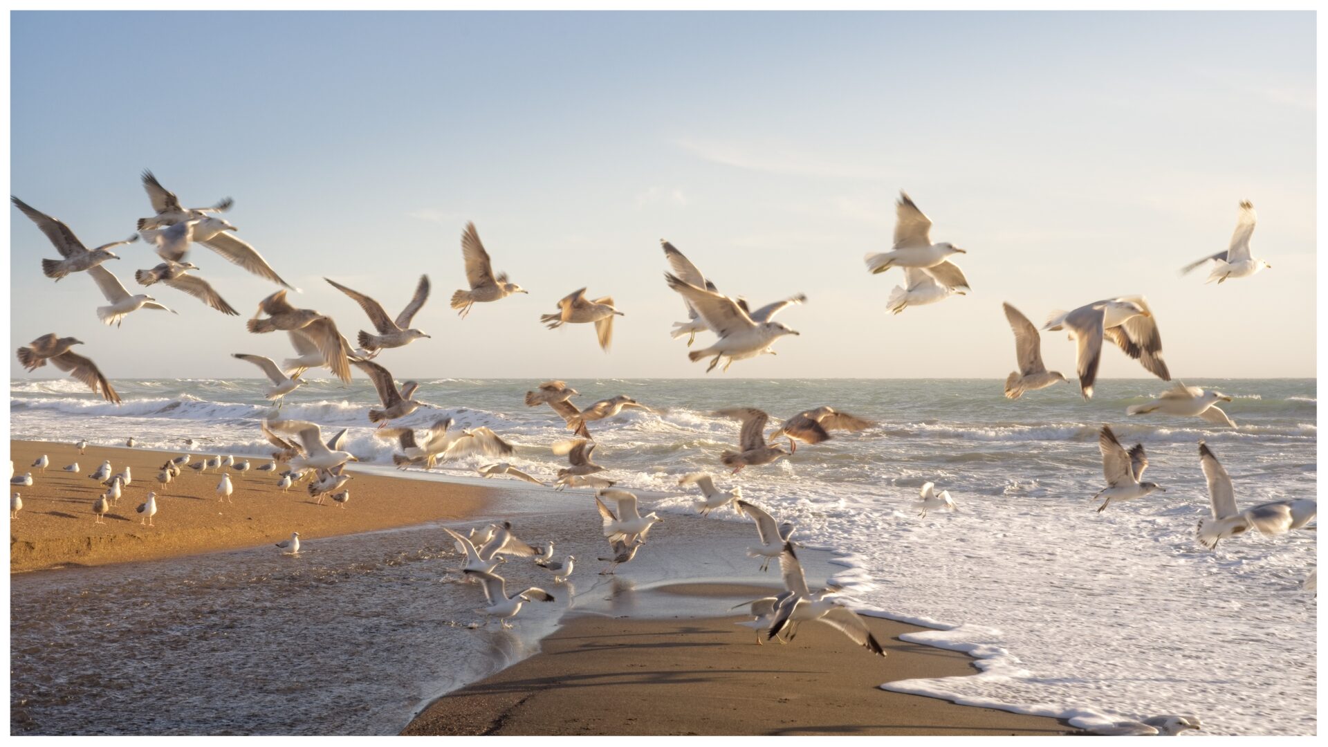 Cambria Seagulls Sunset
