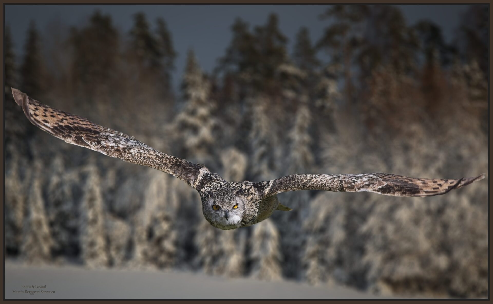 Long-erared Owl