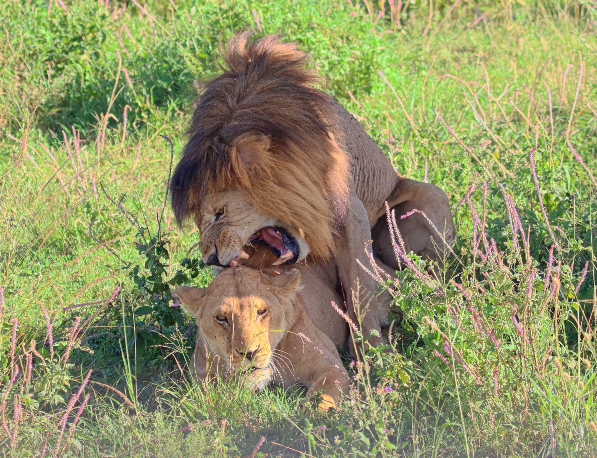 Lion and lioness at play.