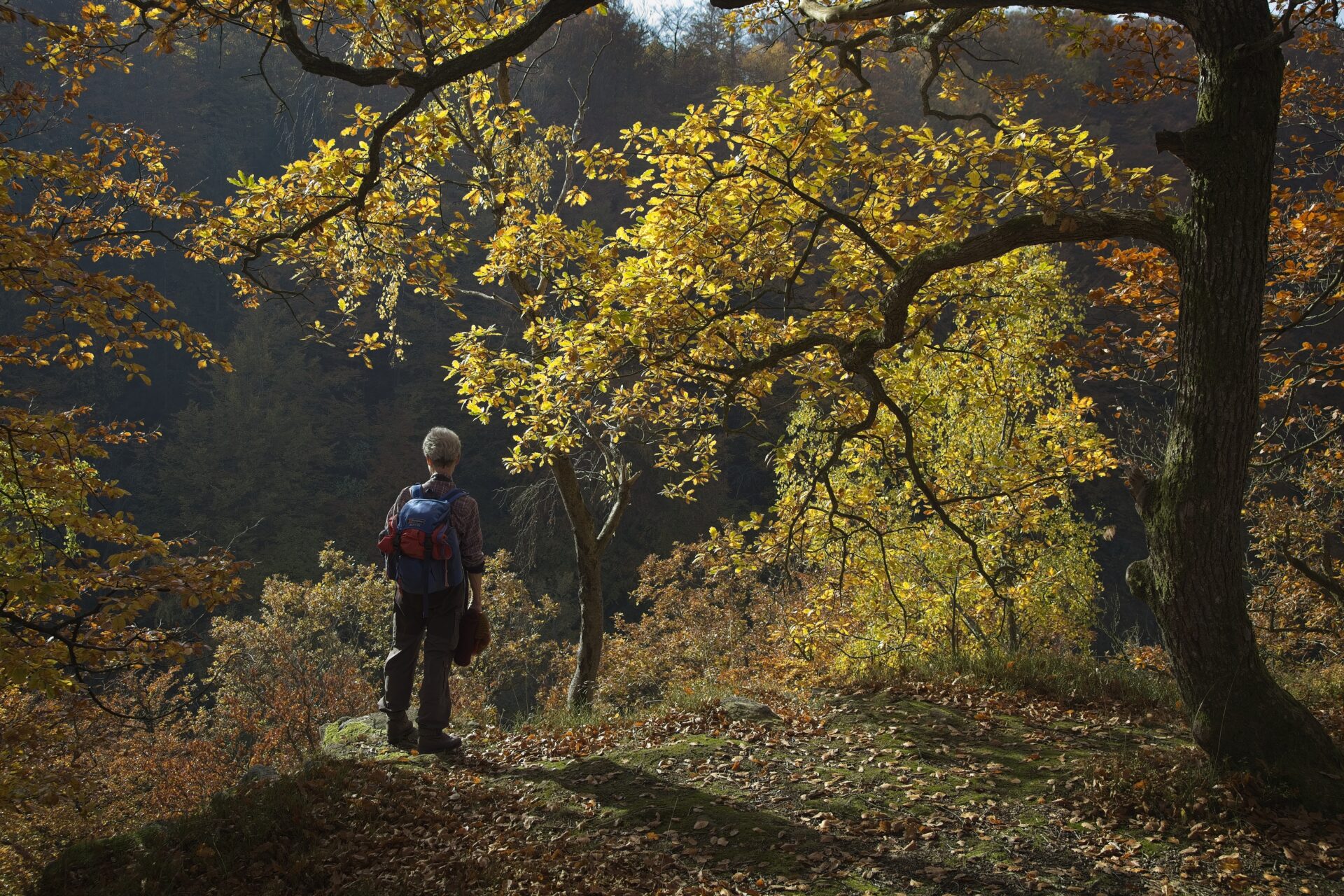 Autumn dreamer