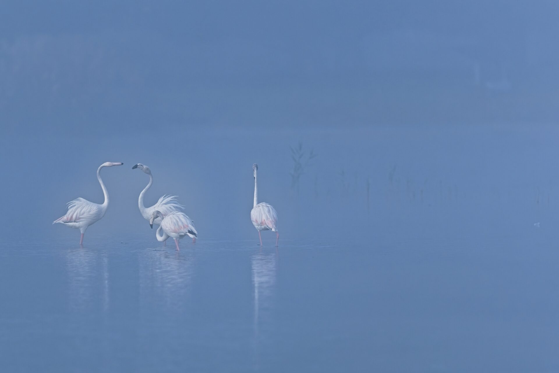 Flamingos in the mist