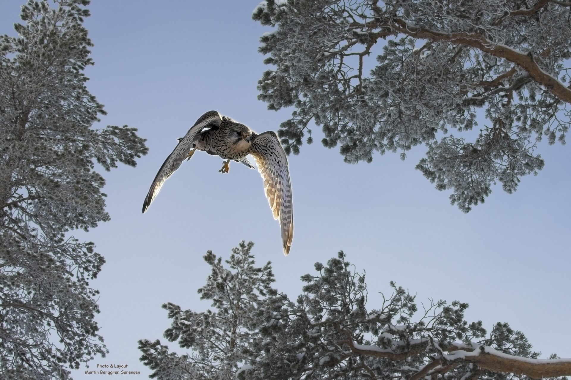 Kestrel among winterpine