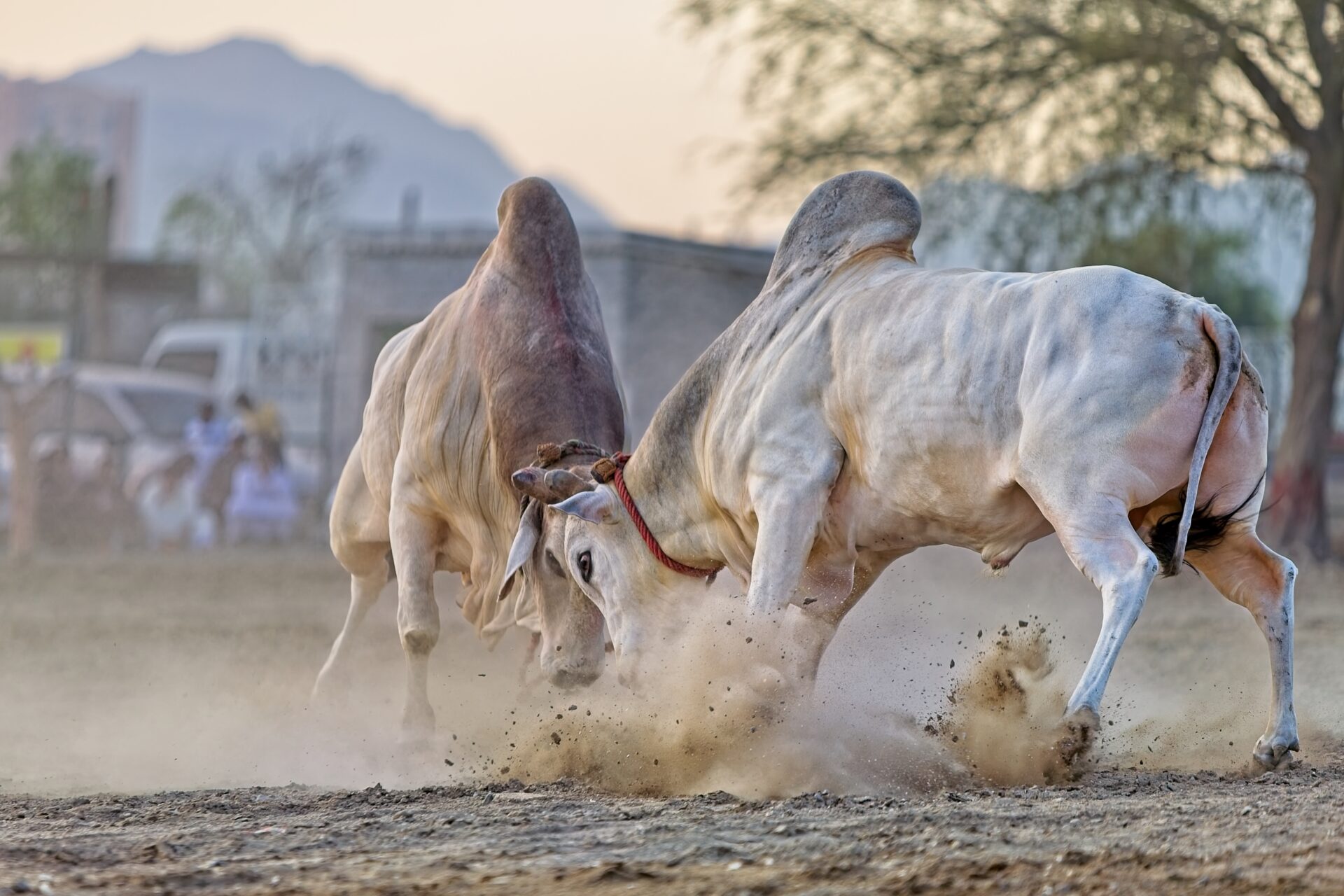 Traditional Bull fighting in Fujairah, UAE
