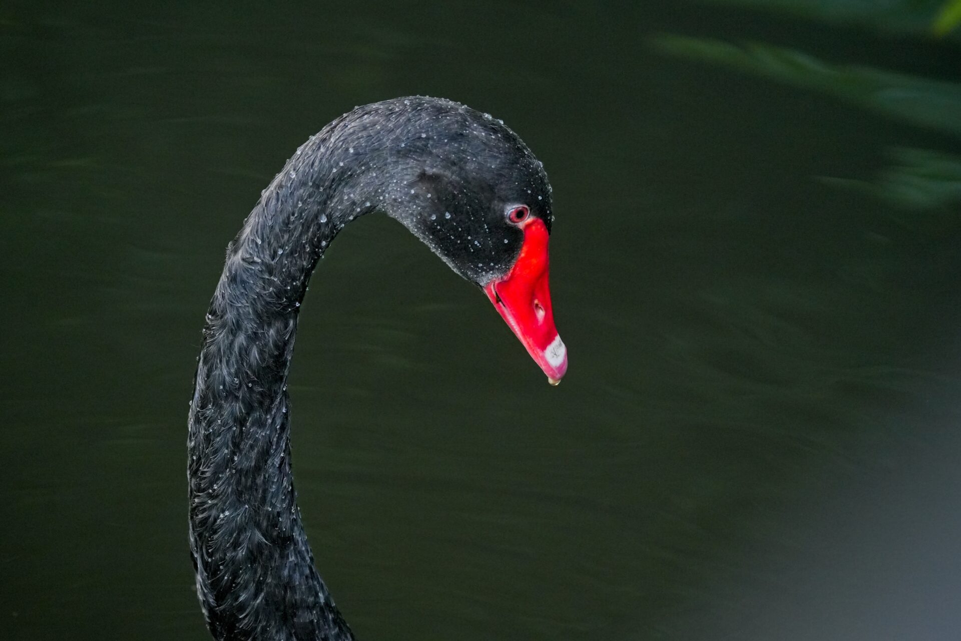 Black GraceBlack Beauty